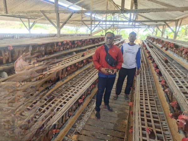 KUR BRI TULUNGAGUNG BANTU EDI KEMBANGKAN PETERNAKAN! Populasi Ayam Meningkat, Omzet Ikut Melonjak